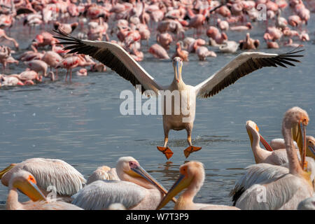 Great White Pelican (Pelecanus onocrotalus) in atterraggio a unirsi ai suoi compagni con flamingo su sfondo, Lake Nakuru, Kenya. Foto Stock