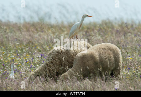 Airone guardabuoi (Bubulcus ibis) appollaiato sul retro di una pecora, Castro Verde, Alentejo, Portogallo, Aprile. Foto Stock