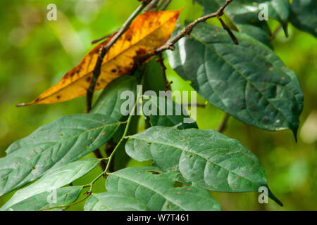 Babango (Diospyros bipindensis o Diospyros iturensis) foglie di albero, impianto di cibo per molti primati tra cui gorilla e scimpanzé, Bai Hokou, Dzanga-Ndoki National Park, Repubblica Centrafricana. Foto Stock