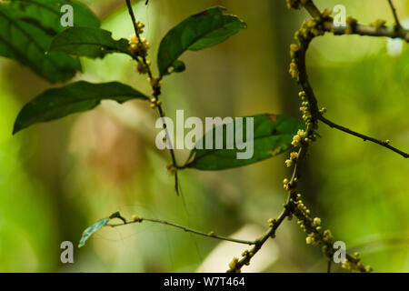 Babango tree (Diospyros bipindensis / iturensis) i fiori, le foglie sono di stabilimento alimentare per molti primati tra cui gorilla e scimpanzé, Bai Hokou, Dzanga-Ndoki National Park, Repubblica Centrafricana. Foto Stock