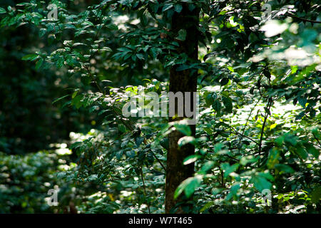 Babango (Diospyros bipindensis o Diospyros iturensis) tree. Impianto di cibo per molti primati tra cui gorilla e scimpanzé, Bai Hokou, Dzanga-Ndoki National Park, Repubblica Centrafricana. Foto Stock