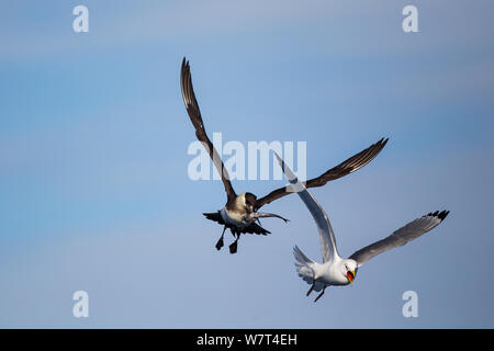 Arctic skua (Stercorarius parasiticus) rubare un pesce da un Kittiwake (Rissa tridactyla), Spitzbergen, Svalbad, Norvegia, Giugno. Foto Stock