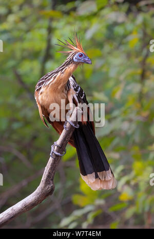 Hoatzin (Opisthocomus hoazin) nella foresta pluviale, Pacaya Samiria riserva nazionale, Fiume Yanayacu, area amazzonica, Perù Foto Stock