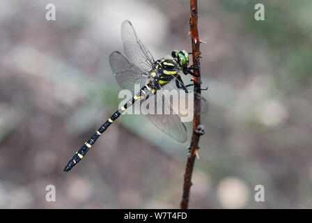 Golden maschio-inanellati dragonfly (Cordulegaster boltonii) nuova foresta, Hampshire, Regno Unito. Luglio Foto Stock