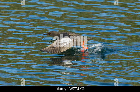 Pigeon Guillemot (Cepphus columba) tenuto fuori dalle acque riparate dei fratelli isole in Frederick Suono, Alaska, Agosto. Foto Stock