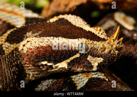 Rhinoceros viper (Bitis nasicornis), dall'Africa Centrale, prigionieri luglio. Foto Stock