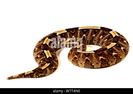 Rhinoceros viper (Bitis nasicornis), dall'Africa Centrale, prigionieri luglio. Foto Stock