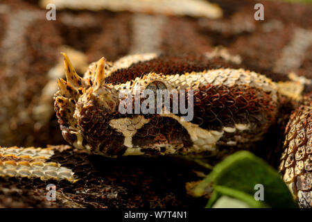 Rhinoceros viper (Bitis nasicornis), dall'Africa Centrale, prigionieri luglio. Foto Stock