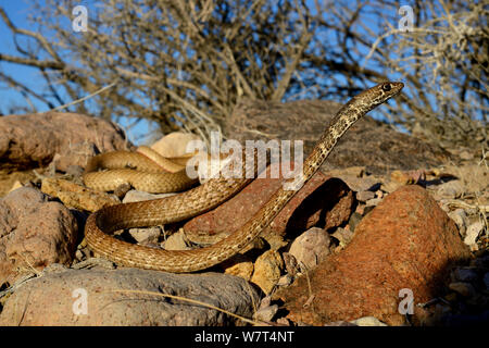 Coachwip rosso o rosso racer (Masticophis flagello piceus), Amargosa desert, Nevada, maggio. Foto Stock