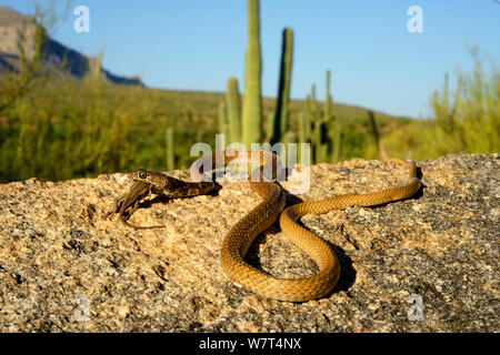 Coachwip rosso o rosso racer (Masticophis flagello piceus) mangiare Sceloporus lizard, Catalina foothill, Arizona, Giugno. Foto Stock