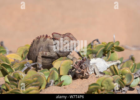 Namaqua chameleon (Chamaeleo namaquensis) con resti del rivale maschio ucciso in combattimento, Namib Desert, Namibia, Africa (maggio ) Foto Stock