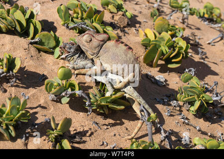 Namaqua chameleon (Chamaeleo namaquensis) tenta di accoppiarsi con i resti del maschio rivale ucciso in combattimento, Namib Desert, Namibia, Africa (maggio ) Foto Stock