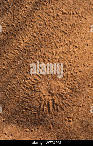 Burrow di ballare il white lady spider (Leucorchestris arenicola), Namib Desert, Namibia, maggio. Foto Stock