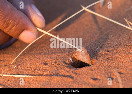 Burrow di ballare il white lady spider (Leucorchestris arenicola), Namib Desert, Namibia, maggio. Foto Stock