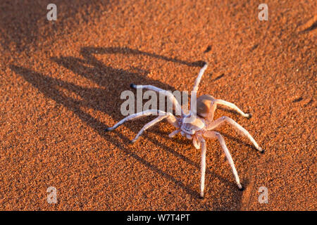 Dancing white lady spider (Leucorchestris arenicola), Namib Desert, Namibia, maggio. Foto Stock