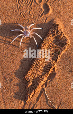 Dancing white lady spider (Leucorchestris arenicola) con fodera in seta da burrow (dissotterrato da jackal), Namib Desert, Namibia, maggio. Foto Stock