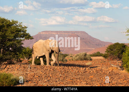 Elefante Desert Bull, ( Loxodonta africana) con Etendeka montagne sullo sfondo, deserto nel campo di Rhino, regione di Kunene, Namibia, può Foto Stock