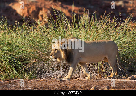 Desert lion (Panthera leo) radio maschio a collare, regione di Kunene, Namibia, Africa, maggio Foto Stock