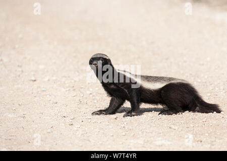 Honey Badger (Mellivora capensis), il Parco Nazionale di Etosha, Namibia, Sud Africa, maggio Foto Stock
