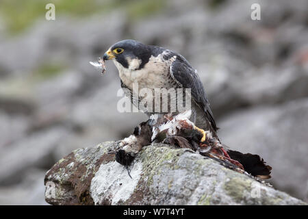 Falco pellegrino (Falco peregrinus) prigioniero con roadkill pavoncella (Vanellus vanellus), UK,Luglio Foto Stock