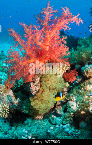 Mar Rosso (anemonefish Amphiprion bicinctus) in anemone a base di roccia corallina con soft coral Dendronephthya (sp) Egitto, Mar Rosso. Foto Stock