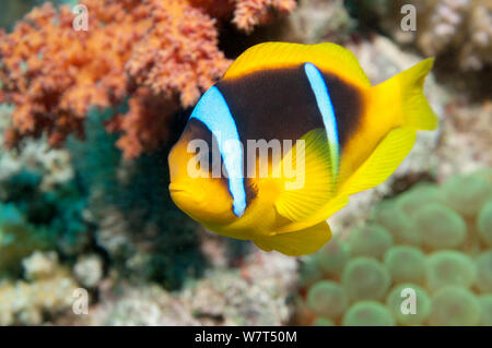 Mar Rosso (anemonefish Amphiprion bicinctus) in anemone. Egitto, Mar Rosso. Foto Stock