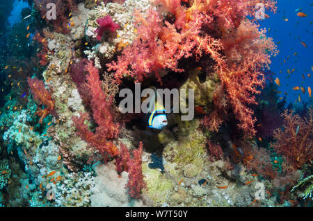 Coral reef paesaggi con un Imperatore angelfish (Pomacanthus imperator) e coralli molli. Egitto, Mar Rosso. Foto Stock