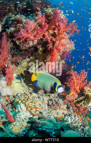 Coral reef paesaggi con un Imperatore angelfish (Pomacanthus imperator) e coralli molli. Egitto, Mar Rosso. Foto Stock