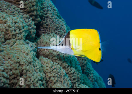A becco lungo (butterflyfish Forcipiger flavissimus) Lembeh strait, Nord Sulawesi, Indonesia. Foto Stock