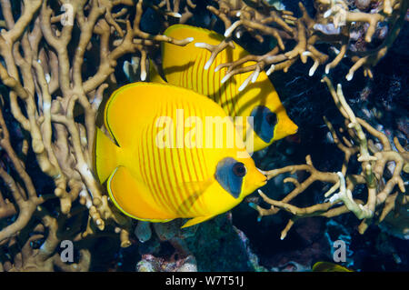 Golden butterflyfish (Chaetodon semilarvatus) con Fire coral (Millepora dichotoma) questa specie è una delle poche specie di pesci per avere compagni a lungo termine. Egitto, Mar Rosso. Foto Stock