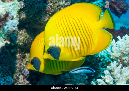 Golden butterflyfish (Chaetodon semilarvatus) con un Bluestreak wrasse (Labroides dimidiatus) questa specie è una delle poche specie di pesci per avere compagni a lungo termine. Egitto, Mar Rosso. Foto Stock