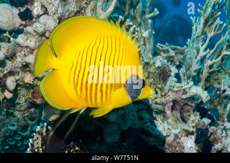 Golden butterflyfish (Chaetodon semilarvatus) con Fire coral (Millepora dichotoma) Egitto, Mar Rosso. Foto Stock