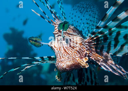 Leone comune / Diavolo firefish (Pterois miles) Egitto, Mar Rosso, endemica. Foto Stock