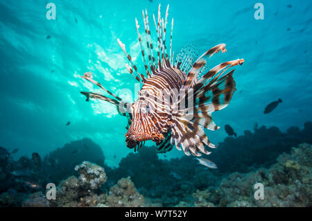 Leone comune / Diavolo firefish (Pterois miles) Egitto, Mar Rosso, specie endemiche. Foto Stock