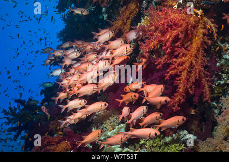 Rosso (Soldierfish Myripristis murdjan) accolti nei coralli molli. Egitto, Mar Rosso. Foto Stock
