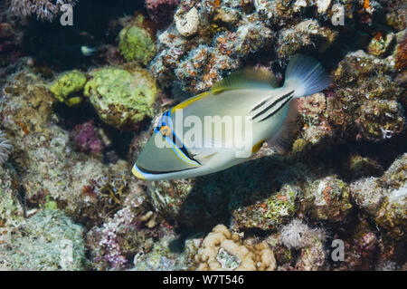 Pesci balestra picasso (Rhinecanthus assasi) nuoto sulla barriera corallina. Egitto, Mar Rosso. Foto Stock