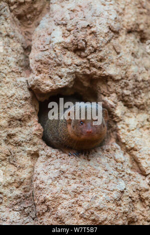 Comune la mangusta nana (Helogale parvula) in burrow, captive, Bioparco di Valencia, Valencia, Spagna. Foto Stock