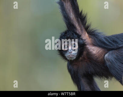 A testa nera spider monkey (Ateles fusciceps) ritratto, captive, Apenheul Park, Paesi Bassi. Foto Stock