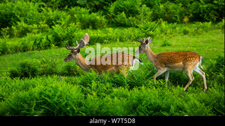 Daini (Dama Dama) cervi, prigionieri Cabarceno Park Cantabria, Spagna. Foto Stock