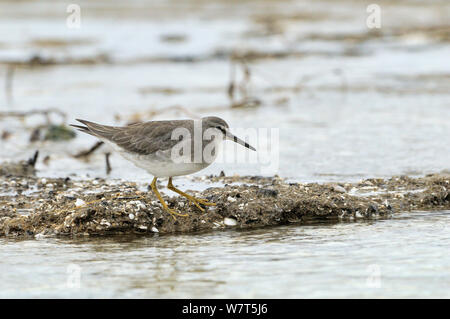 Grigio-tailed Tattler (Tringa brevipes) rovistando in acqua, Tasmania, Australia Foto Stock