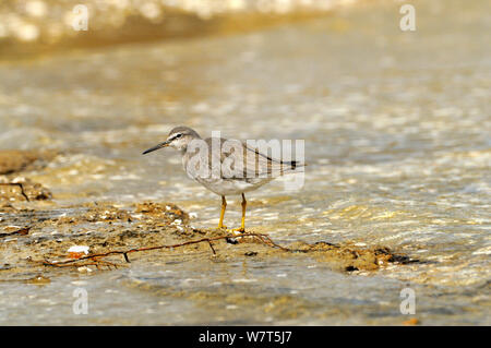 Grigio-tailed Tattler (Tringa brevipes) rovistando in acqua, Tasmania, Australia Foto Stock