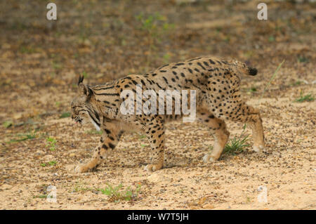 Lince iberica (Lynx pardinus) femmina, prigionieri da Coto de Donana, Spagna. In Andalusia, Spagna, maggio. Foto Stock