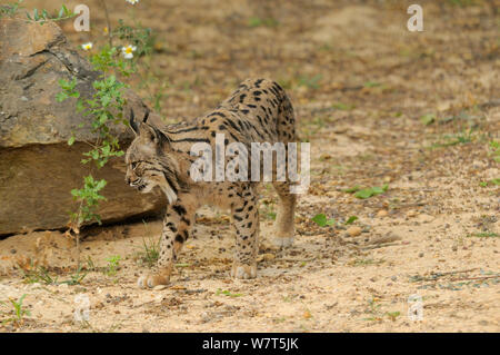 Lince iberica (Lynx pardinus) femmina, prigionieri da Coto de Donana, Spagna. In Andalusia, Spagna, maggio. Foto Stock