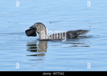 Il muschio anatra (Biziura lobata) maschio nuoto, Victoria, Australia. Foto Stock