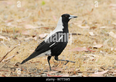 Tasmanian Gazza (Gymnorhina tibicen) profilo, Tasmania, Australia. Foto Stock