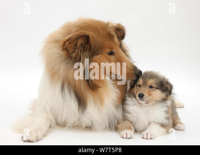 Sable ruvida Collie cane e cucciolo, 7 settimane. Foto Stock