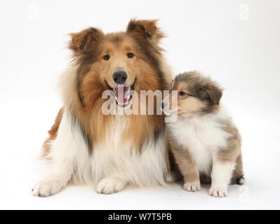 Sable ruvida Collie cane e cucciolo, 7 settimane. Foto Stock