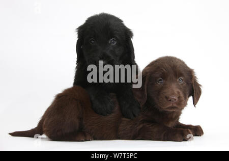 Fegato e nero Flatcoated Retriever cuccioli, 6 settimane, assieme. Foto Stock