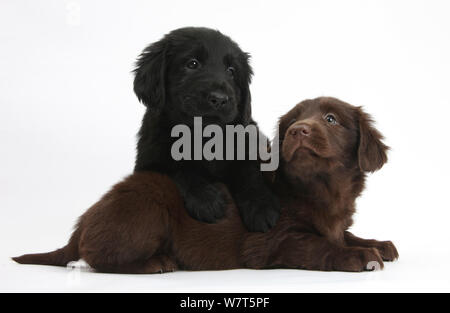 Fegato e nero Flatcoated Retriever cuccioli, 6 settimane, assieme. Foto Stock