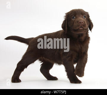 Fegato Flatcoated Retriever cucciolo, 6 settimane, in piedi con zampa sollevata. Foto Stock